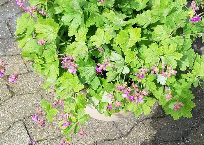 Memorie1 Lust Auf Zuhause Ferien In Der Provinz